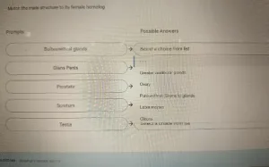 BIOS256 Week 8: Exam 3